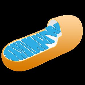 mitochondria mitochondrion